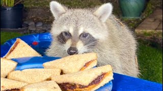 Raccoons are Stealing Peanut Butter sandwiches and Playing in the Pool [upl. by Backler993]