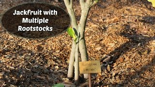 Jackfruit Tree with Multiple Rootstocks  Inarch grafts [upl. by Cosimo]