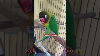 Lovebird over birahi shorts burung kicaumania lovebird lovebirds [upl. by Ylrak]