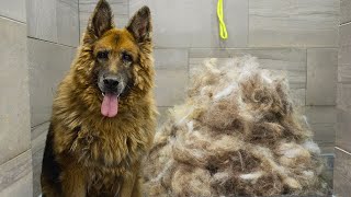 First groom in 10 years Most INCREDIBLE transformation EVER  King Shepherd [upl. by Hagen]