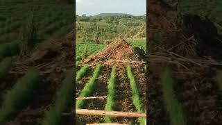 How to plant chloris gayana or Rhodes grass  nutritional value and importance0762675929 [upl. by Goldshlag]