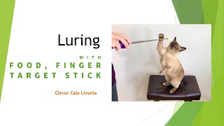 Luring Technique Cat Training [upl. by Mack]