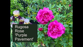 Rugosa Rose Purple Pavement [upl. by Britte]