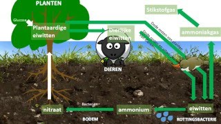 Stikstofkringloop [upl. by Einahpts103]