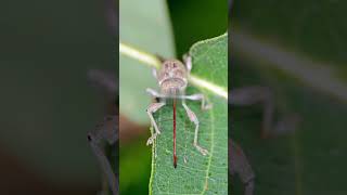 Acorn Weevil  Insect That Have Drill In ITS Mouth shorts animalfacts insects [upl. by Schuman]