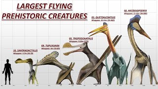 10 Largest Flying Prehistoric Animals [upl. by Fritts]