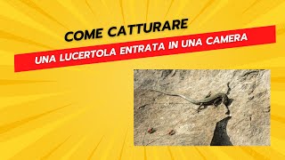 Come Catturare una Lucertola Entrata in Casa [upl. by Canty]