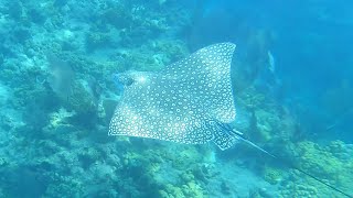 LOOE Key Reef Huge Reef Florida Keys must doo snorkeling Manta Ray black tip sharks have to do [upl. by Dupin]