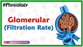 Glomerular filtration rate  Usmle Renal Physiology Animations [upl. by Veron752]