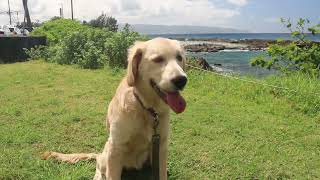 Shark’s Cove  Hawaii  Mitra Ketu dog [upl. by Easter]