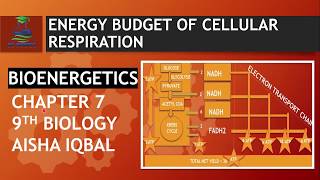 Energy Budget of Respiration  Biology Class 9 [upl. by Heintz]