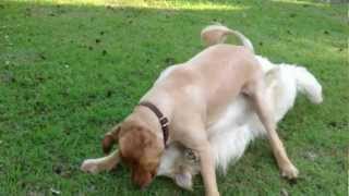 041912 Best Friends Golden Retrievers Playing  Shai amp Finn 2 [upl. by Hammel248]