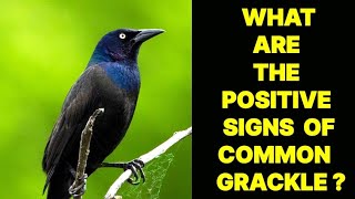 WHAT ARE THE POSITIVE SIGNS OF A COMMON GRACKLE BIRD [upl. by Sivar]