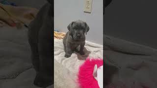 Great Dane and Cane Corso mix Italian Daniff pups puppylife canecorso greatdane italiandaniff [upl. by Sidhu]