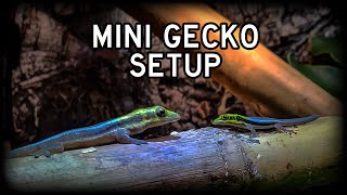 How I setup my Neon Day Gecko Bioactive Enclosure Phelsuma klemmeri [upl. by Kynan845]