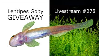 Lentipes Goby GIVEAWAY  Ep 278 [upl. by Holcman91]