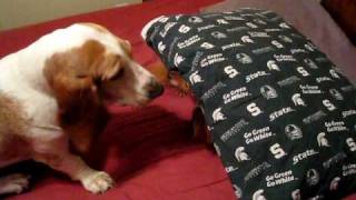 Basset vs Miniature Dachshund [upl. by Acimat]