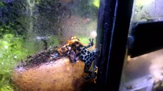 Ranitomeya imitator intermedius calling [upl. by Modestine212]