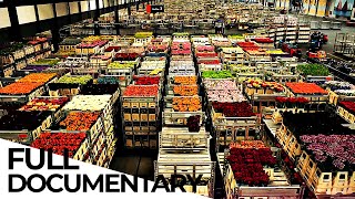 Billion Dollar Flower Market  ENDEVR Documentary [upl. by Leik]