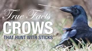 True Facts Crows That Hunt With Sticks [upl. by Candis]