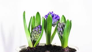 Time Lapse Of Hyacinth Flowers Opening [upl. by Iclehc709]