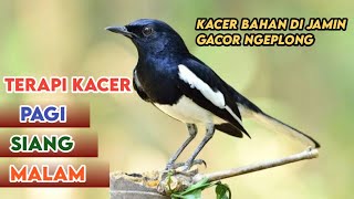 TERAPI KACER GACOR ISIAN MALAM HARI NEMBAK KASAR ATASI KACER MACET BUNYI LANGSUNG NYAUT BUKOR [upl. by Oeak]