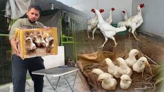 White King Shamo Chicks Cargo in Rawalpindi How too Start Shamo Chicken Farm Hsn Entertainment [upl. by Heck844]