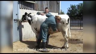 General clinical exam cattle [upl. by Dnalyar]