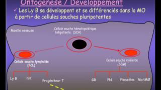 IMMUNOLOGIE  organes limphoides [upl. by Milt761]