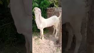 Rajunpuri bakra travel faisalabadbakramandi beetalgoat [upl. by Oluap237]