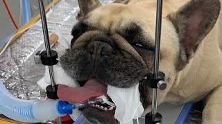 Live stream  Brachycephalic airway surgery in a French Bulldog [upl. by Ondine603]