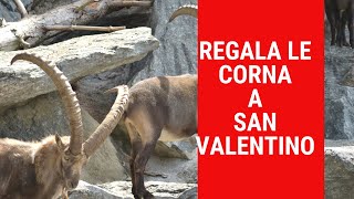 L’unico regalo sensato a San Valentino sono le corna [upl. by Dleifniw]