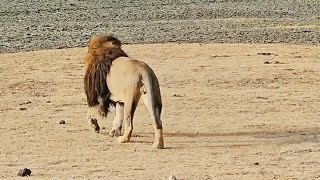 Dark Mane Male Lion Hunting Warthog  Huge Lake Quintet Male of Ngorongoro Crater  11 November 2024 [upl. by Mcgruter]