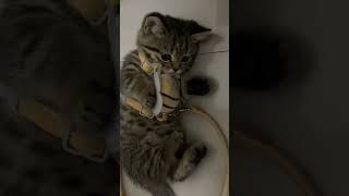 Funniest animals  animals cuteanimals funniestanimals funnyanimals [upl. by Latif]