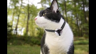 Eyenimal Cat Video Camera with Built In Night Vision [upl. by Dupin970]