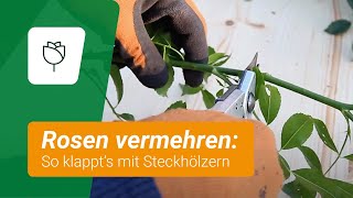 Beetrosen durch Steckhölzer vermehren So klappts [upl. by Rekab]