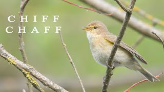 Bird sounds Chiffchaff chirping in spring [upl. by Lauri]