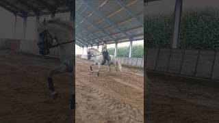 Galloping Dressage Dressagetraining Horseriding Rider Horsetraining Practice Training [upl. by Evangeline902]