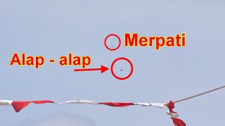 burung Alap  alap mengejar merpati di atas Kolongan [upl. by Frederigo]