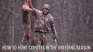 How To Hunt Coyotes In The Breeding Season [upl. by Orian]