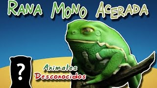 Rana Mono Acerada La rana del Gran chaco Animales del Mundo Minidocumental [upl. by Afnin]