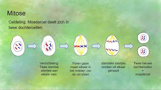 Mitose celdeling en Meiose reductiedeling  verschillen en overeenkomsten [upl. by Idram]