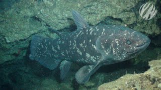 Searching for the coelacanth  Dinofish [upl. by Gerg]