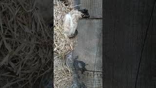 Hen Harvesting Eggs to Chicks Viral Shorts [upl. by Marwin555]