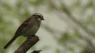 Whitethroated Sparrow Song [upl. by Orsini123]