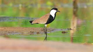 Spurwinged Lapwing Bathing  Ammavaripeta Cheruvu Warangal  sriramwildlifephotographer  4K [upl. by Onitnelav44]