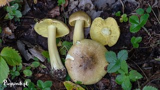 Gąska liściowata Tricholoma frondosae  sobowtór gąski zielonki [upl. by Aden]