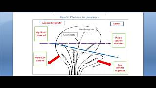 La mycologie Partie 9 classification et nomenclateur des champignons [upl. by Anerrol]