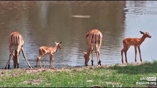 Mom impalas and their calves at Tembe Elephant Park  africam  exploreorg [upl. by Evadnee]