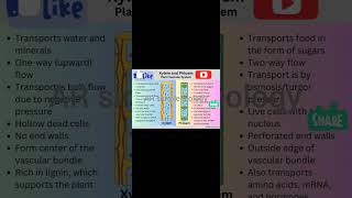 difference between xylem and phloem [upl. by Eislehc799]